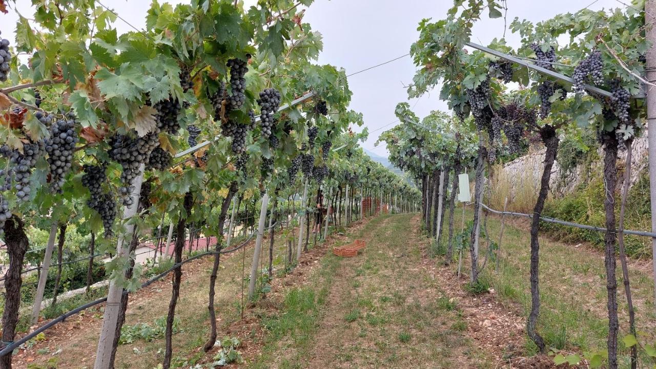 Azienda Agrituristica Corteforte Fumane Dış mekan fotoğraf