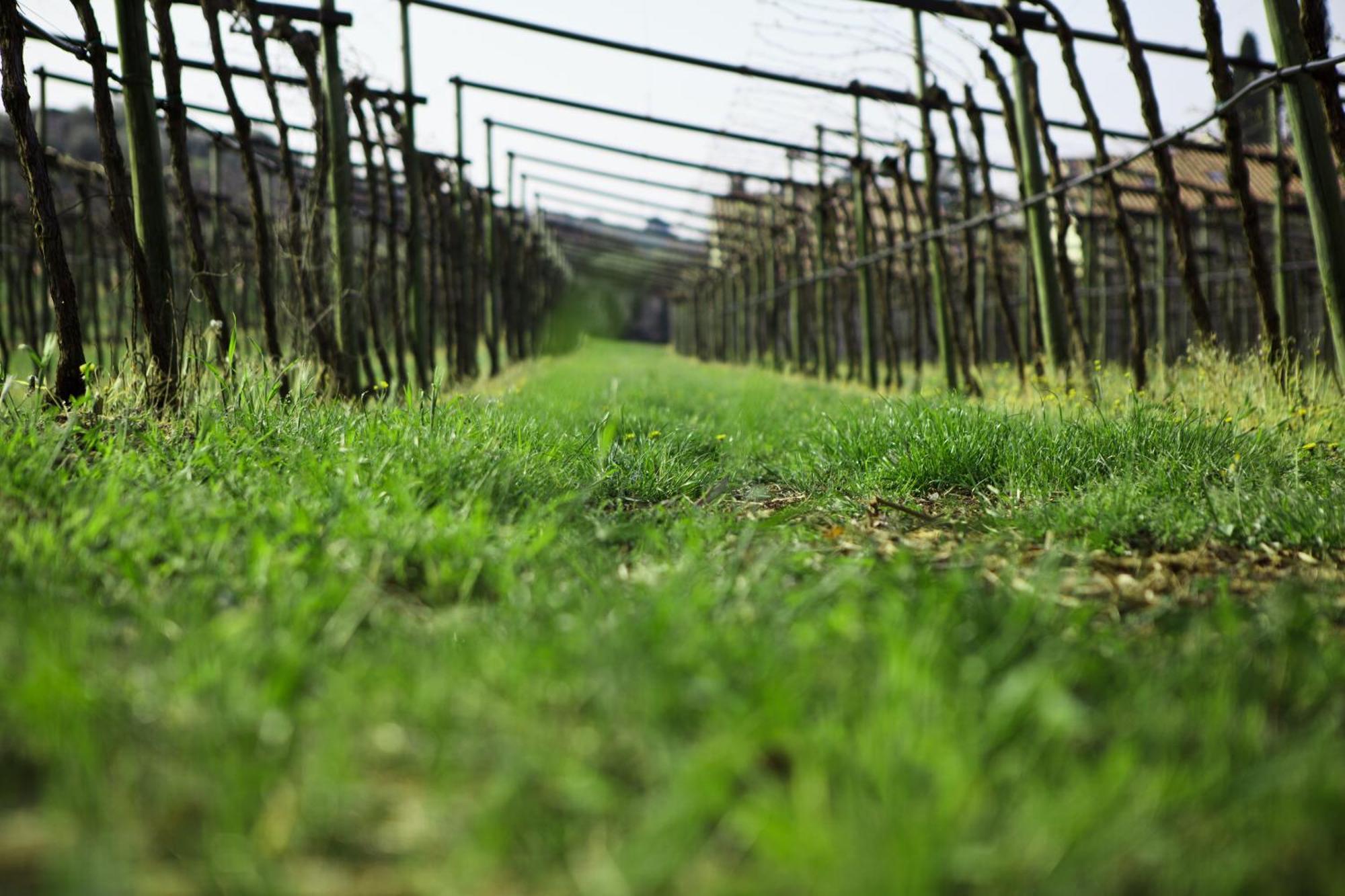 Azienda Agrituristica Corteforte Fumane Dış mekan fotoğraf