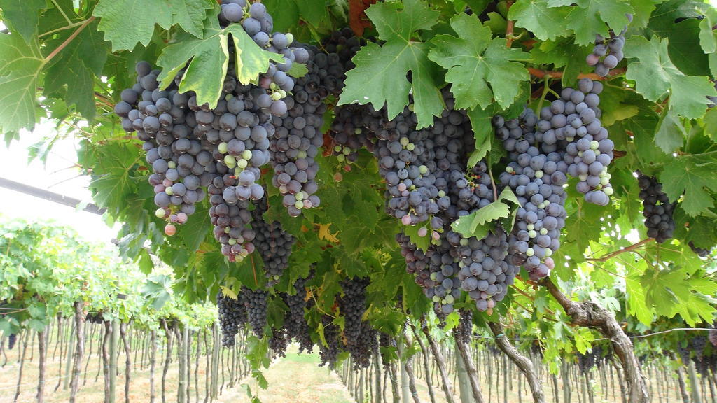 Azienda Agrituristica Corteforte Fumane Dış mekan fotoğraf